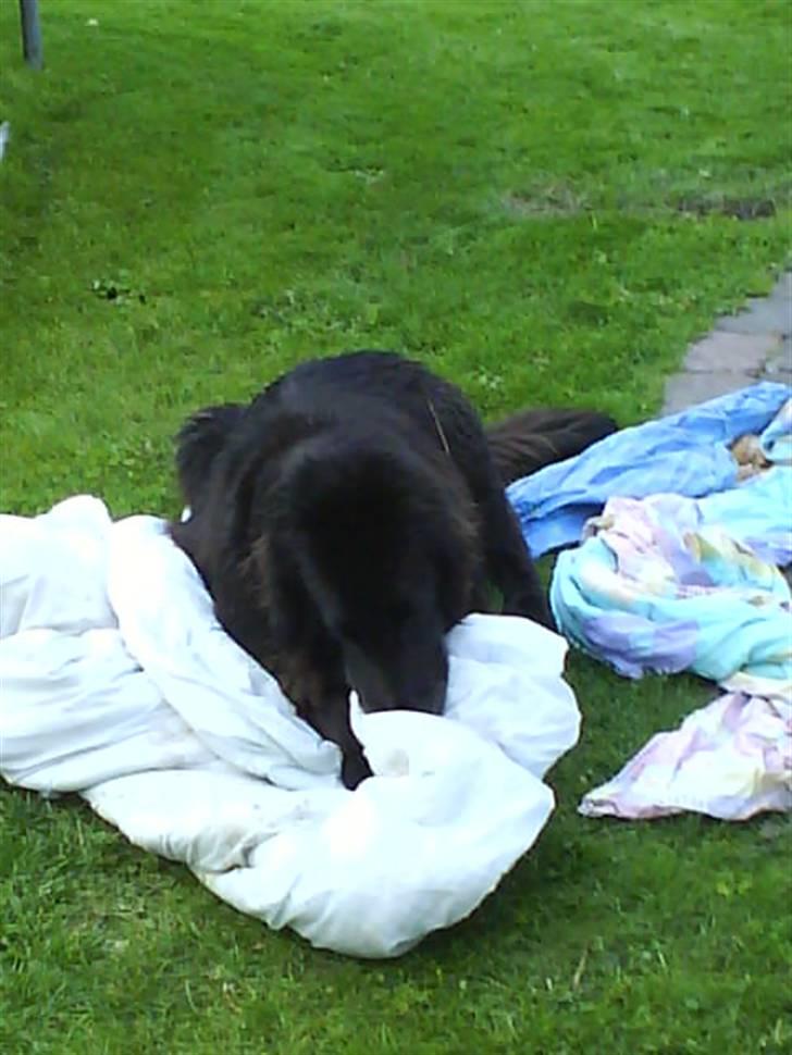 Flat coated retriever Sille - Sille med sit elskede tæppe <3 heeh billede 5