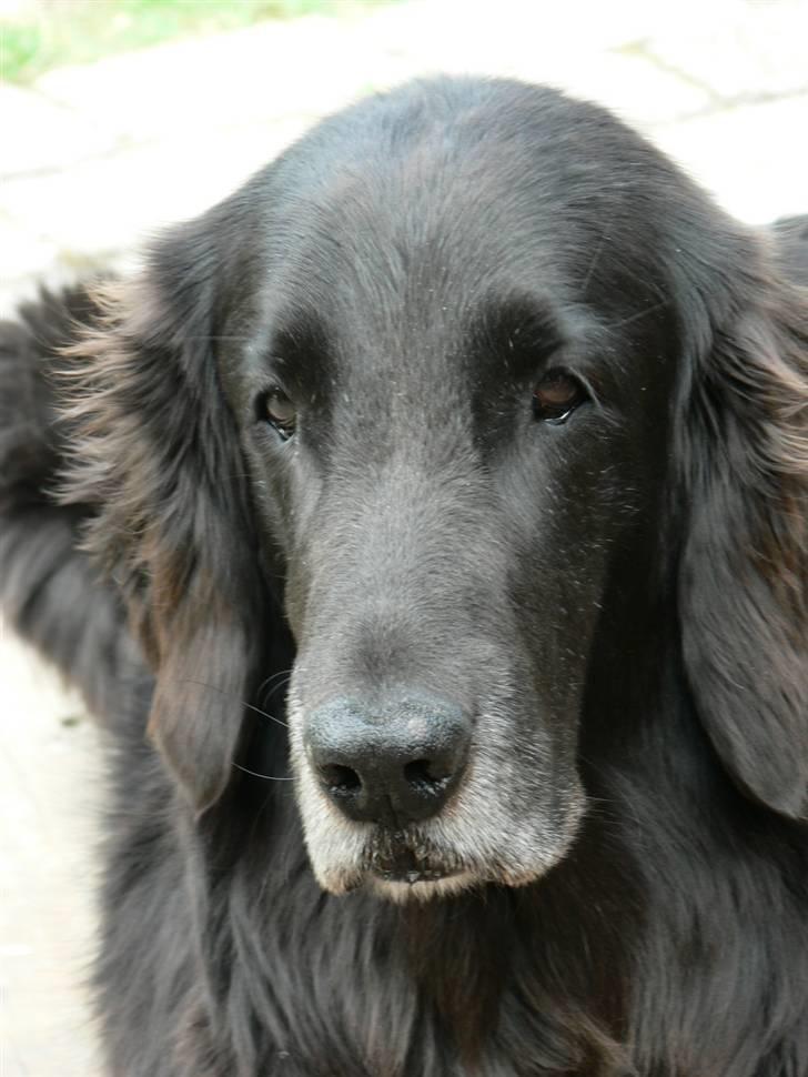 Flat coated retriever Sille - Se hvor køn Sille vuffen er <3 billede 7