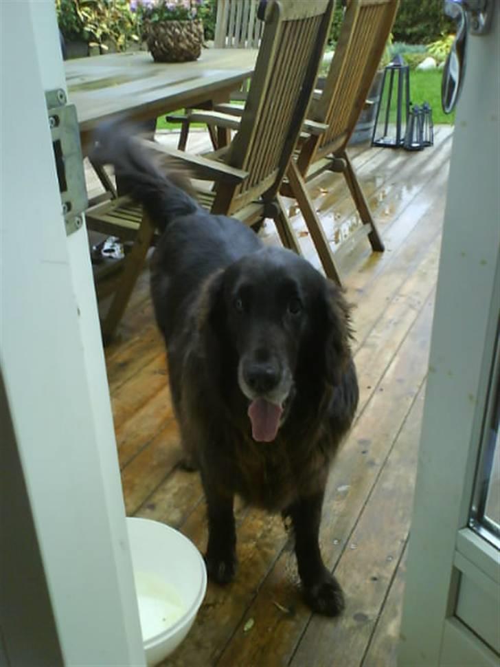 Flat coated retriever Sille - Sille i haven på terassen <3 billede 8