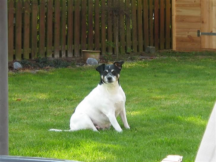 Dansk svensk gaardhund Kvik billede 1