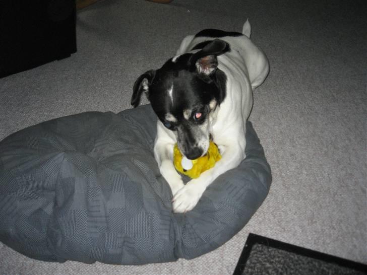 Dansk svensk gaardhund Kvik billede 2