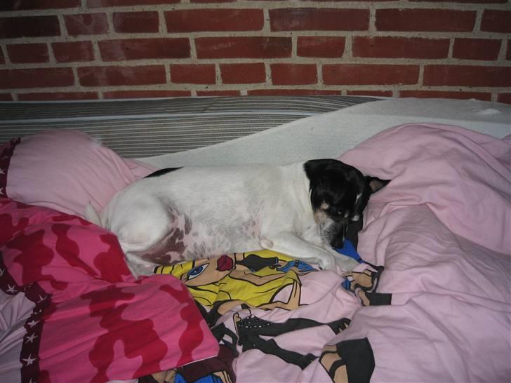 Dansk svensk gaardhund Kvik billede 3