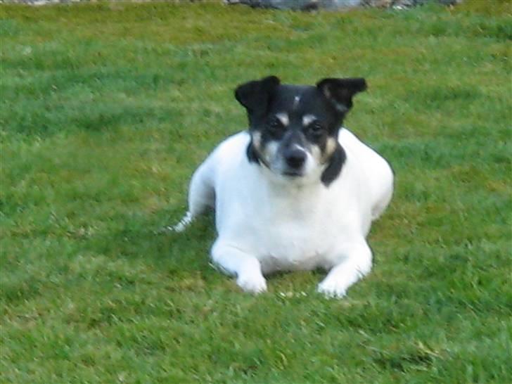 Dansk svensk gaardhund Kvik billede 4