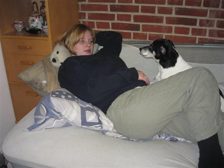 Dansk svensk gaardhund Kvik billede 5