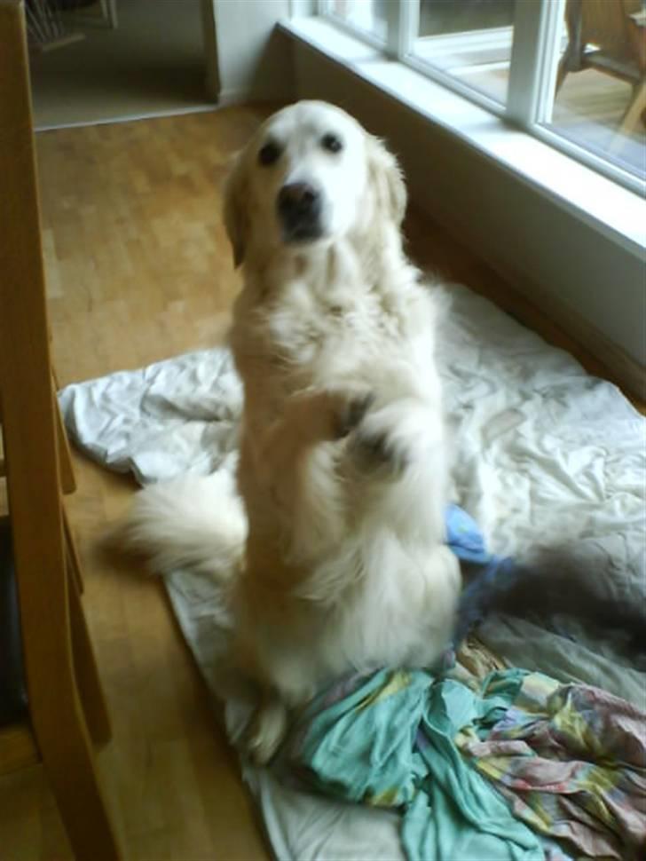 Golden retriever Malou - Sådan sidder hun pænt <3 billede 1