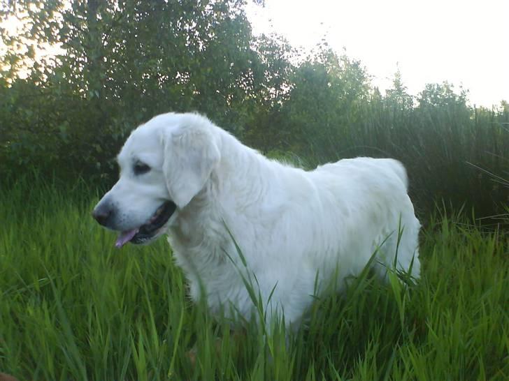 Golden retriever Malou - Malou kigger på en anden hund der graver et hul <3 Heeh billede 2