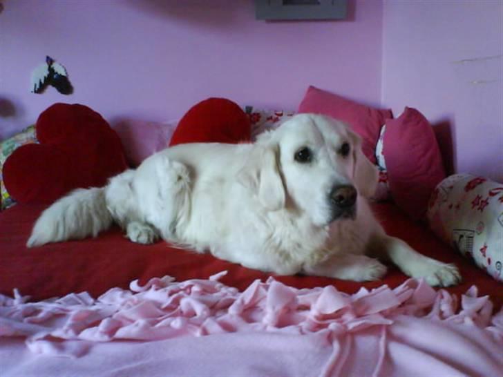 Golden retriever Malou - Malou ligger i min seng og slapper af <3 billede 3