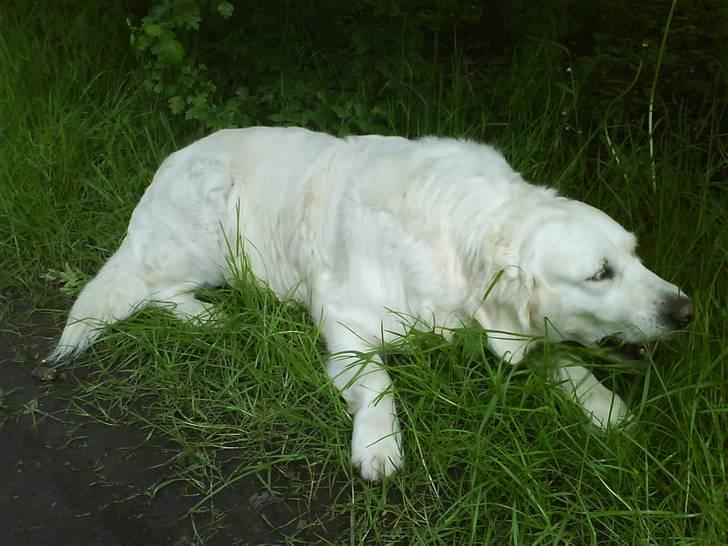 Golden retriever Malou - Jeg smager lige på grasset <3 billede 4