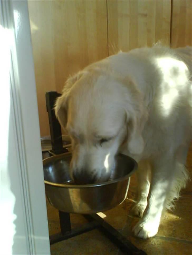 Golden retriever Malou - Spiser lige min mad <3 billede 5