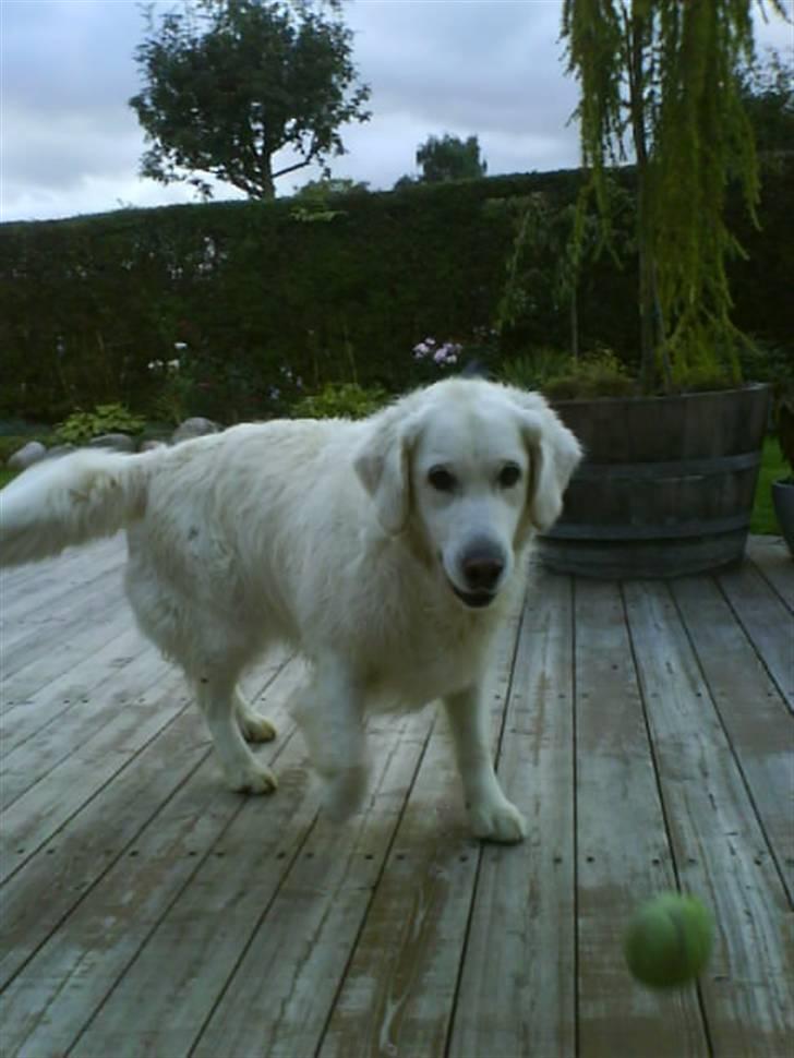 Golden retriever Malou - Malou elsker sine tennisbolde <3 billede 6