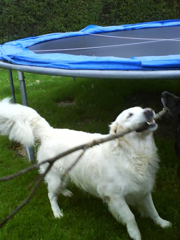 Golden retriever Malou - Malou elsker oss pinde og grene <3 billede 7