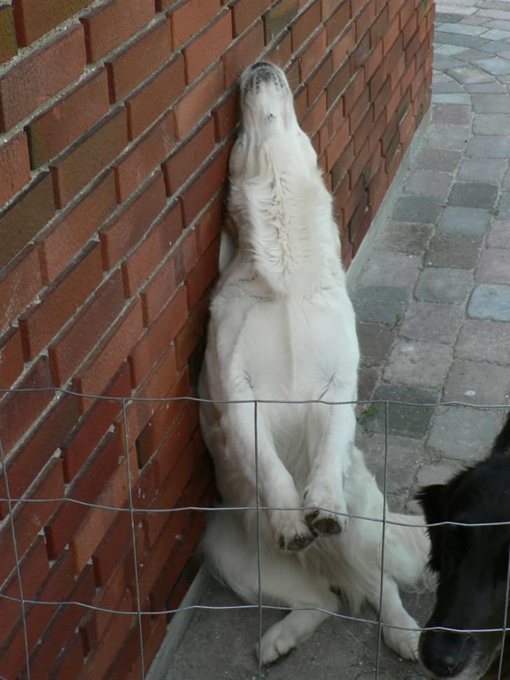 Golden retriever Malou - Jeg kan oss hyle som en ulv <3 Nåårh billede 8