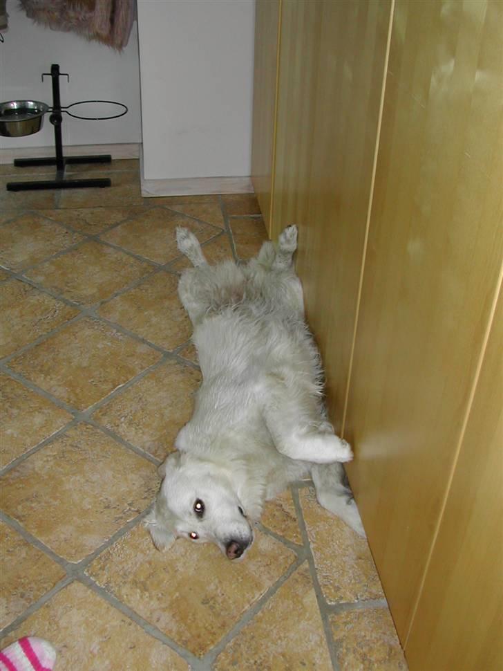 Golden retriever Malou - ligger og slapper af det har været en hård dag <3 billede 9