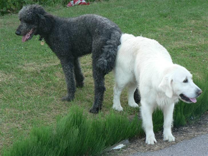 Golden retriever Malou - det er så min mand <3 ( vi fik 4 goldendoodles hvalpe ) billede 10