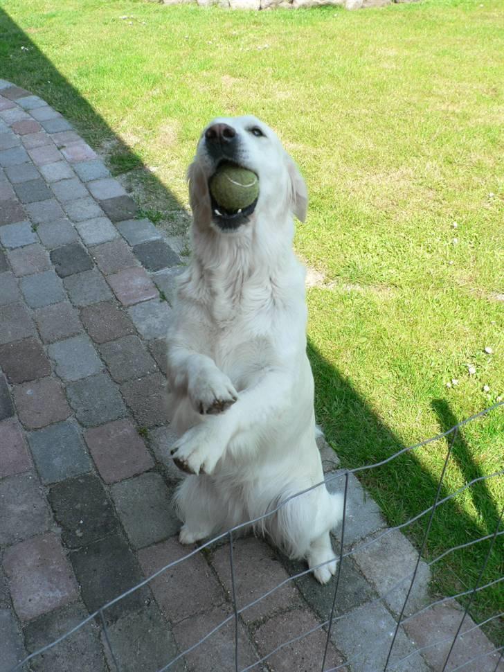 Golden retriever Malou - Se min tennisbold har du ikk lyst til at kaste den så henter jeg den <3 billede 11