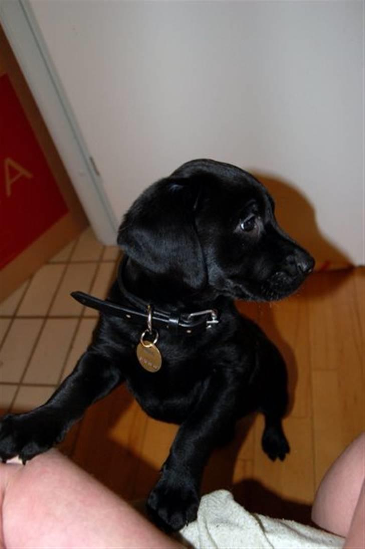 Labrador retriever Mulle billede 2