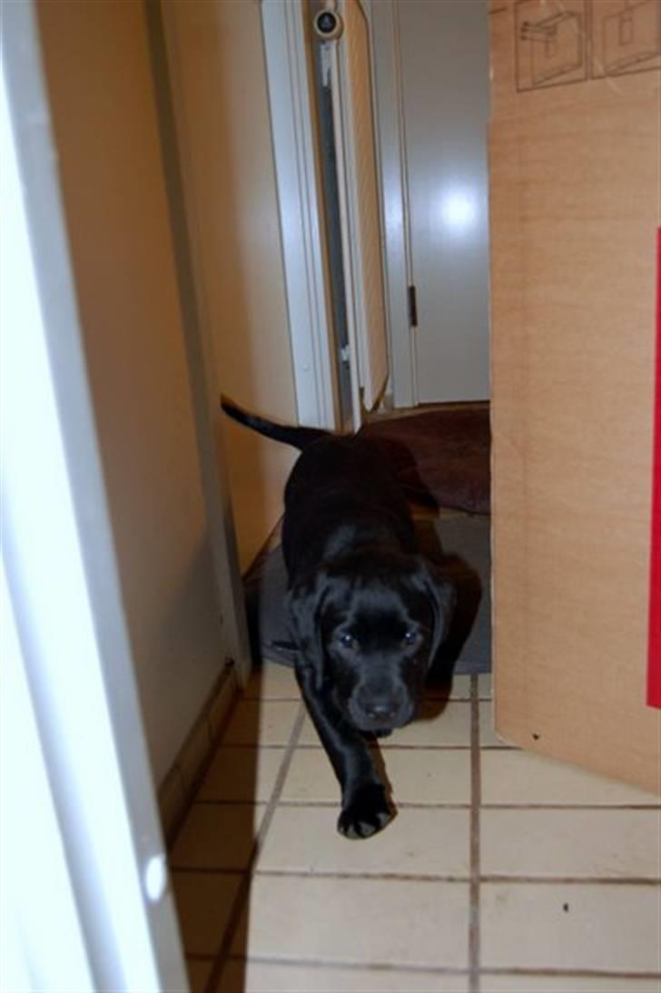 Labrador retriever Mulle billede 3