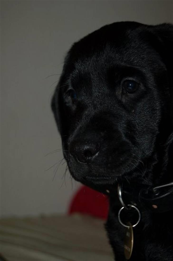 Labrador retriever Mulle billede 4