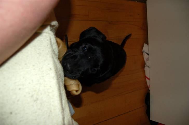 Labrador retriever Mulle billede 5