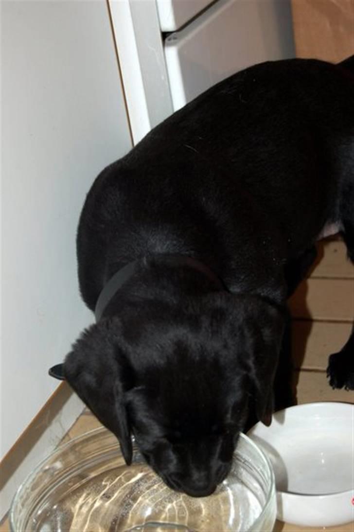 Labrador retriever Mulle billede 6