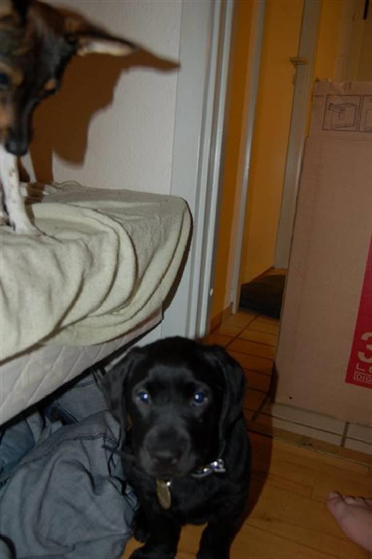 Labrador retriever Mulle billede 8