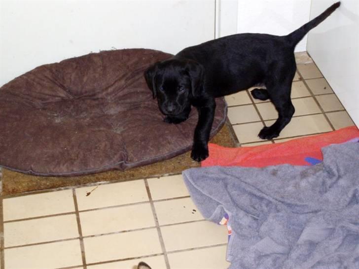 Labrador retriever Mulle billede 9
