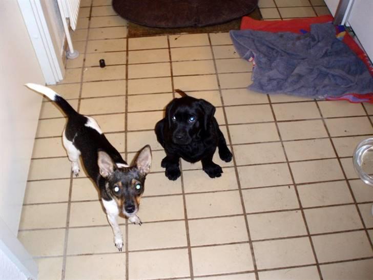 Labrador retriever Mulle billede 10