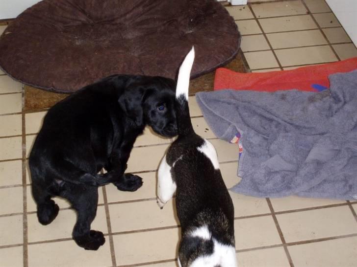 Labrador retriever Mulle billede 11
