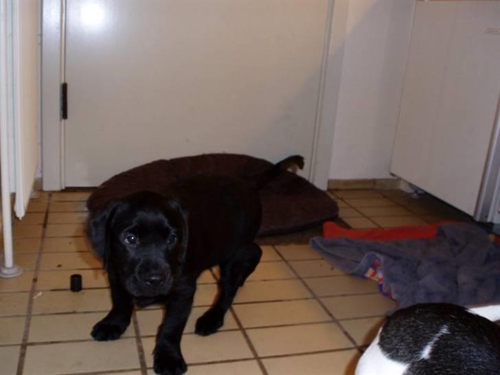 Labrador retriever Mulle billede 12