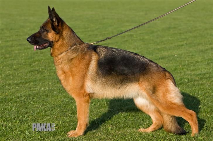 Schæferhund Akacias Baily/Samba R.I.P. 17.dec 11.(himmelhunnd) - Samba BHP3, AK1 04.07.04 - 17.12.11. billede 1