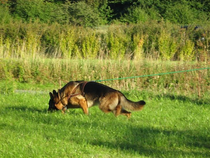 Schæferhund Akacias Baily/Samba R.I.P. 17.dec 11.(himmelhunnd) - Samba på spor. Godt dybt søg. billede 2