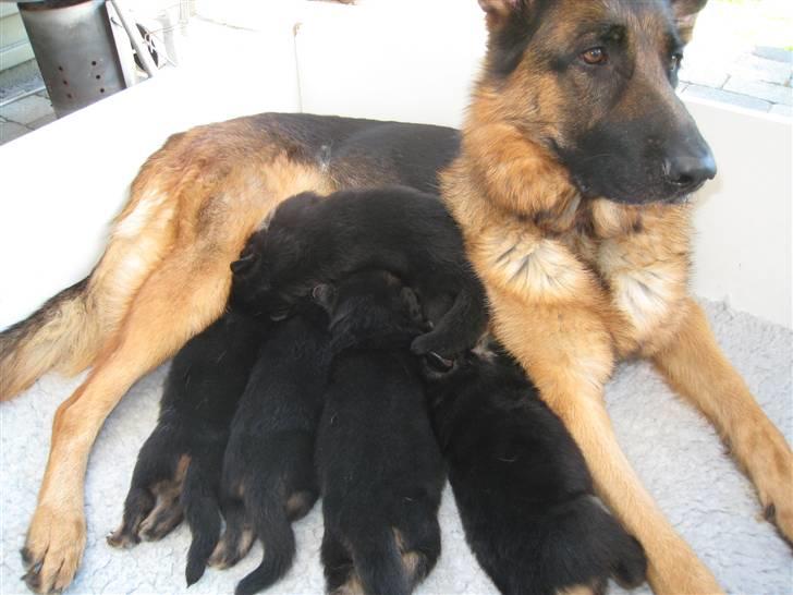 Schæferhund Akacias Baily/Samba R.I.P. 17.dec 11.(himmelhunnd) - Samba med sine 5 hvalpe fra L - kuldet.. billede 3