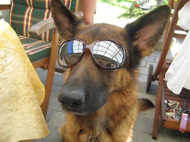 Schæferhund Akacias Baily/Samba R.I.P. 17.dec 11.(himmelhunnd) - Samba en moderne tæve... billede 4