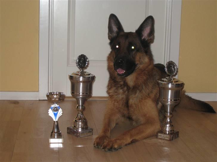 Schæferhund Akacias Baily/Samba R.I.P. 17.dec 11.(himmelhunnd) - Samba med nogle af sine medaljer billede 5