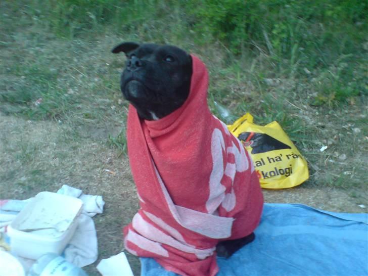Staffordshire bull terrier Tezza - PuHa det er dejligt at bade,, men lidt koldt bagefter:) billede 20