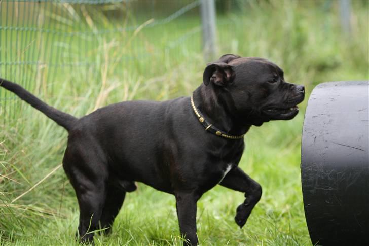Staffordshire bull terrier Westlund Bob billede 7