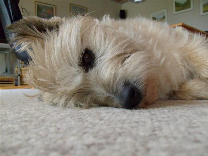 Cairn terrier »  Bonzo « billede 13