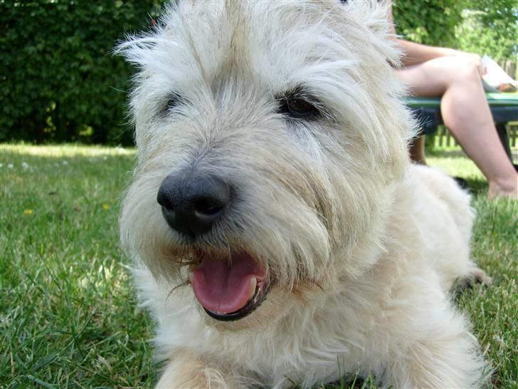 Cairn terrier »  Bonzo « billede 14