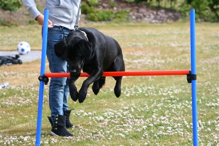 Labrador retriever Benjos black Chivas - Min springer :P billede 9