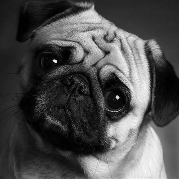 Mops Fiona billede 20