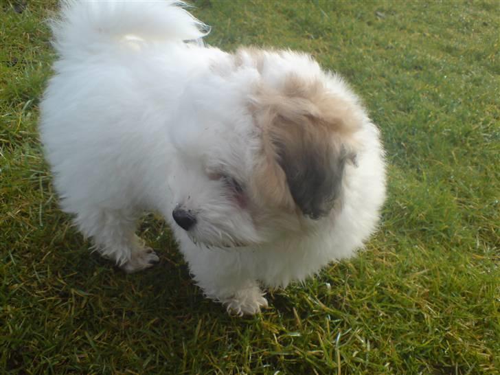 Coton de tulear Jegums Princess Cuti Pie - På tur i haven.. billede 14