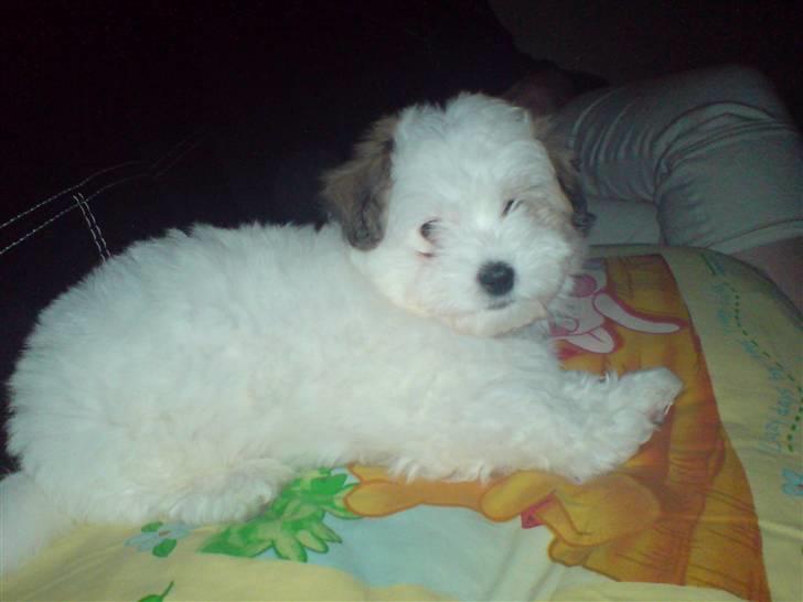 Coton de tulear Jegums Princess Cuti Pie - 8 uger billede 15