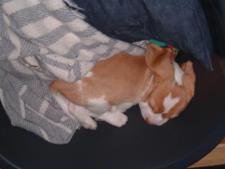 Beagle Futte R.I.P. - Futte da vi lige havde fået ham. billede 12