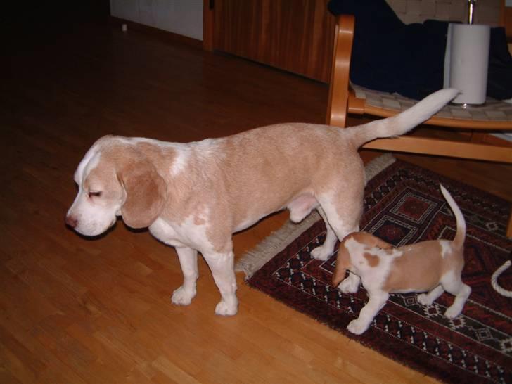 Beagle Futte R.I.P. - Bare for at vise, hvor lille han var. billede 13