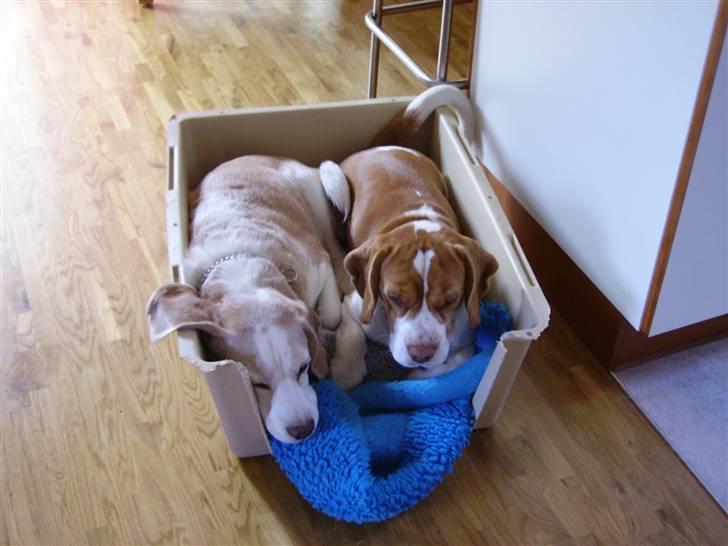 Beagle Futte R.I.P. - Futte sammen med Pluto, Pluto er desværre ikke sammen med os mere. billede 14