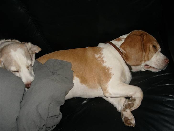 Beagle Futte R.I.P. billede 15