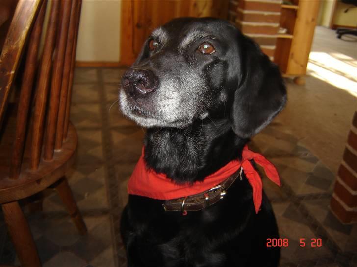 Blanding af racer R.I.P. Trunte - hej jeg hedder trunte og jeg kan godt lide at de tager billeder af mig billede 7