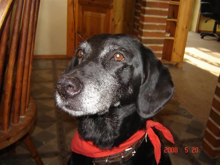 Blanding af racer R.I.P. Trunte - hej med dig billede 8