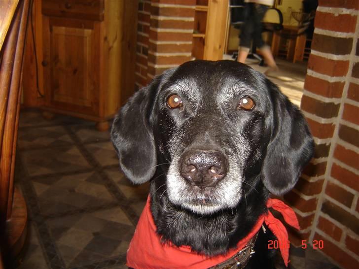 Blanding af racer R.I.P. Trunte - hejsa  billede 9