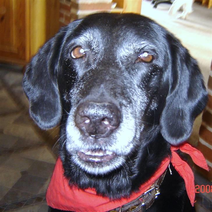 Blanding af racer R.I.P. Trunte - bøhhhhhhhhhhhh der blev du bange var billede 10